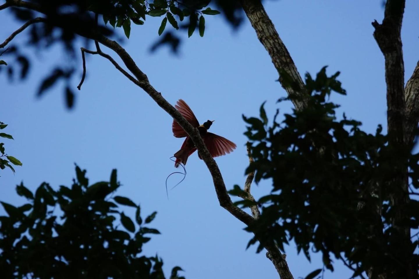 Wai Resort - Raja Ampat Pulau Birie ภายนอก รูปภาพ