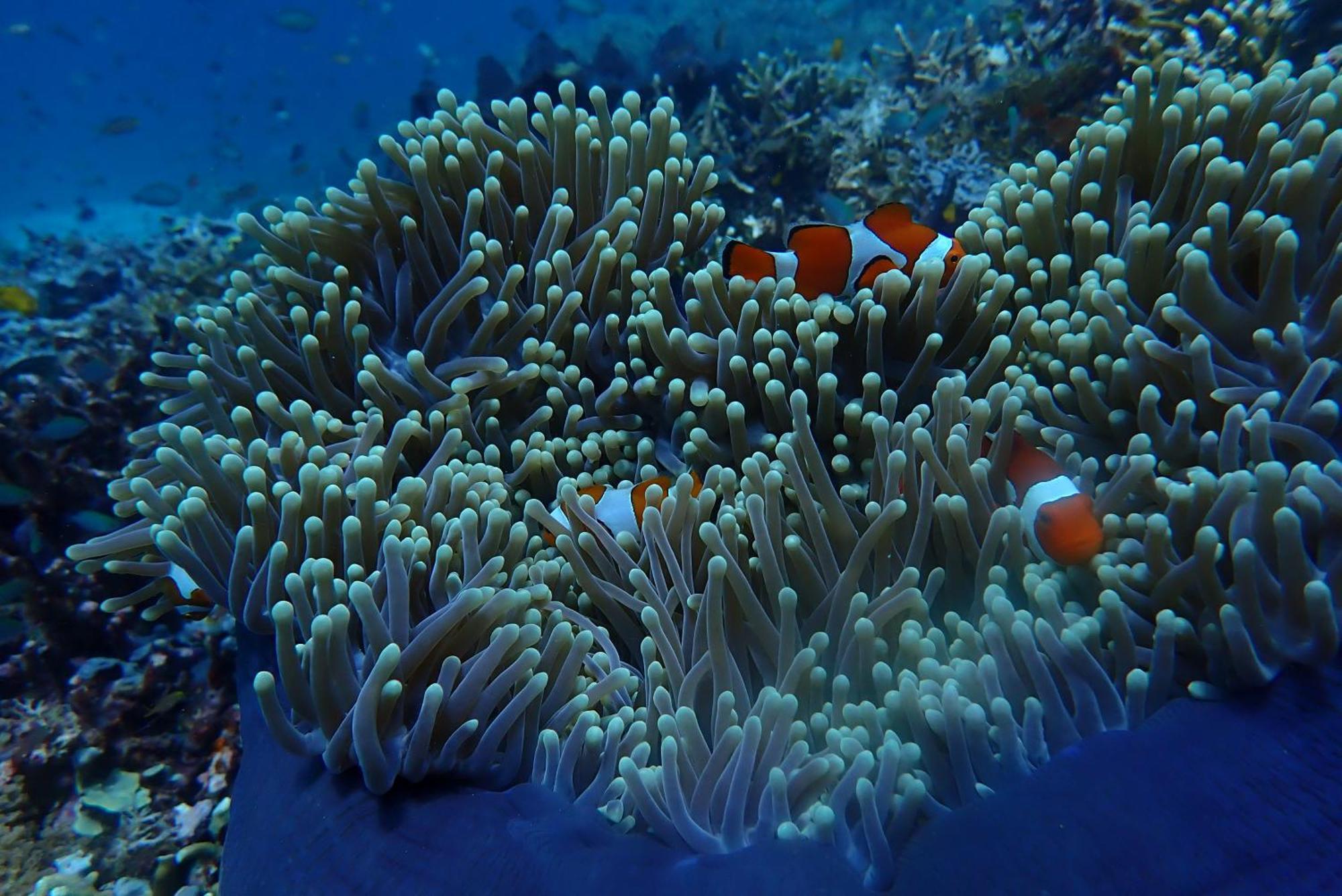 Wai Resort - Raja Ampat Pulau Birie ภายนอก รูปภาพ
