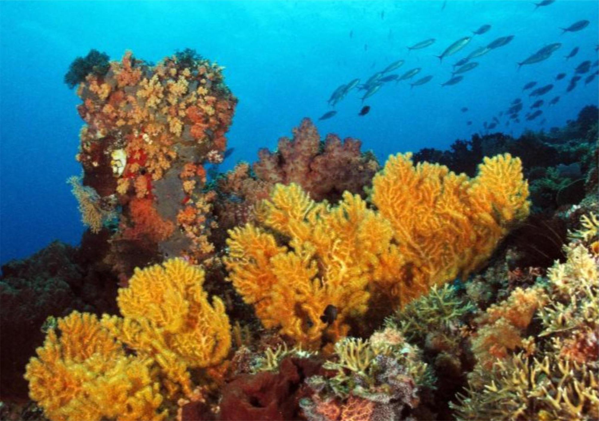 Wai Resort - Raja Ampat Pulau Birie ภายนอก รูปภาพ