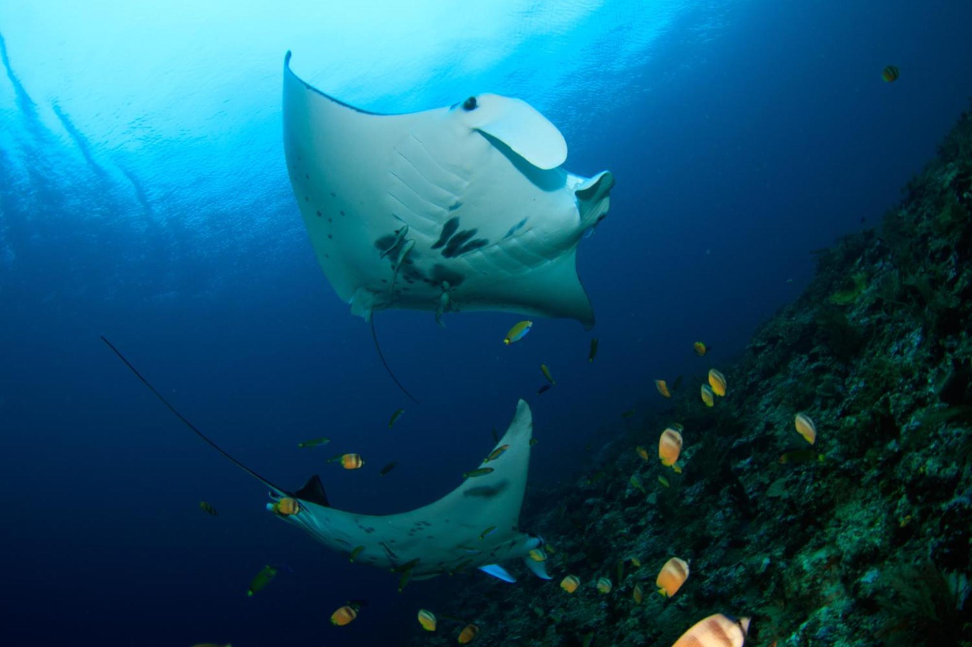 Wai Resort - Raja Ampat Pulau Birie ภายนอก รูปภาพ