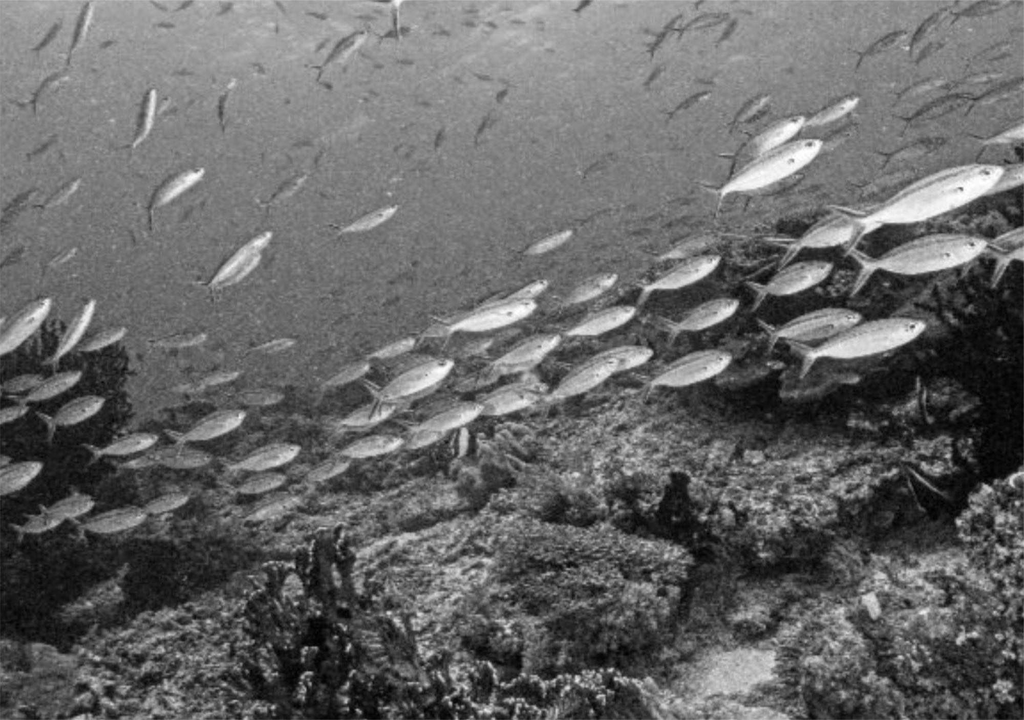 Wai Resort - Raja Ampat Pulau Birie ภายนอก รูปภาพ